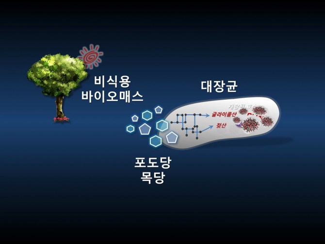 이상엽 KAIST 교수팀이 개발한 시스템대사공학 기법을 이용해 미생물인 대장균에서 의료용 고분자 물질인 ‘폴리락테이트-co-글라이콜레이트(PLGA)’을 생산하는 모식도. - KAIST 제공